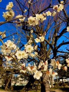 梅の花